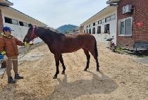 ���̾Ƽ��� (DIA THUNDER) ����