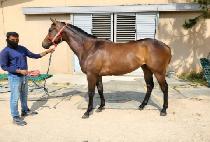 ����ȷε� (SPECIAL ROAD) ����