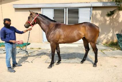 ����ȷε� ����