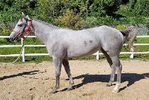 ȭ����ȭ (HWARANG SHINHWA) ����