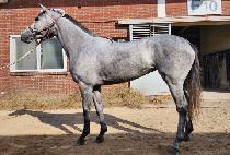 ��õ��� (LUCID QUEEN) ����