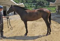 YONGBI QUEEN picture