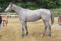 �����޺� (BOREUM DALBIT) ����