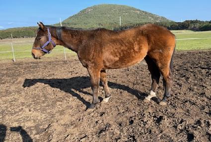 �׷���帲 ����