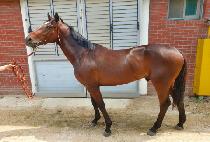 ������ǻ�� (HYPER FURY) ����