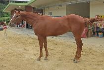 ����Ѽ� (BRAVO HANSEN) ����