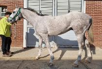 �����Ϳ�� (MASTER YODA) ����