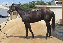 �����Լ� (SINUI HAMSEONG) ����