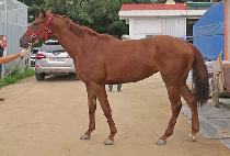 ���÷�� (NAOL ROONEY) ����