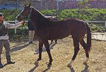 �����̾Ƹ��� (DAMJAENGI ARGO) ����