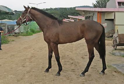 ���ý�ī�� ����