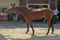 ��ŷ��Űư (SEEKING THE KITTEN) ����