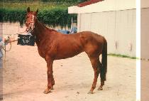 �ɴ��� (KOT NI MI) ����