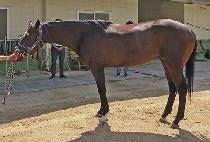 �����彺 (APEX) ����