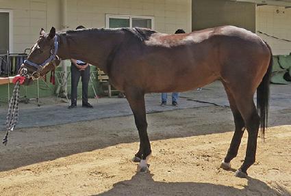 �����彺 ����