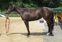 ��ǳ���� (SINPUNG YEOGEOL) ����