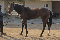 �����帲 (GHANA DREAM) ����