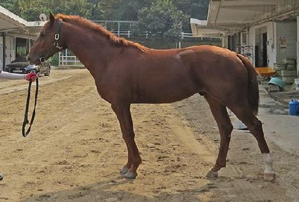 ���̷ν�Ʈ ����