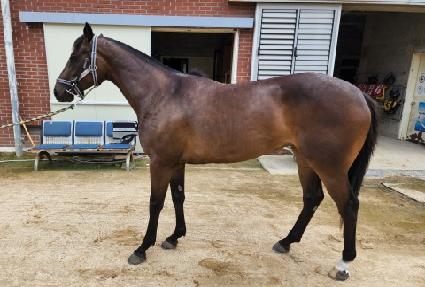 ������ ����