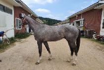 �Ƽ�ŷ���� (ARTHUR KING IJI) ����