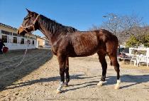 THE PURE MAN picture