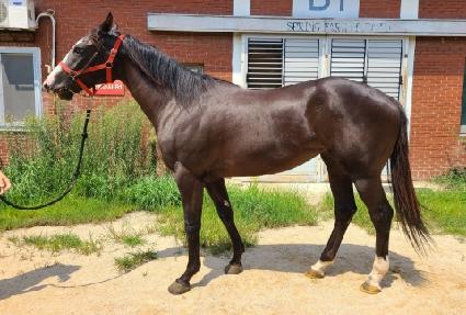 �����¾� ����