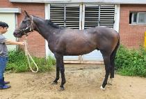 ���������� (JEONGMUN LEGEND) ����