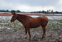 ����ٿ�Ÿ�� (GAL ABOUT TOWN) ����