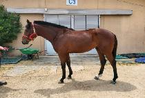 �������� (BURUIJEONSEOL) ����