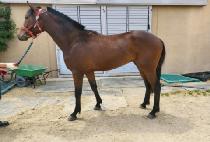 ���ǻ� (BURUISAN) ����