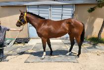 �������� (BURUICHUKJE) ����