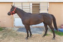 �������� (DAEJI MULGYEOL) ����