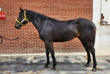 ����ĳ��� ����