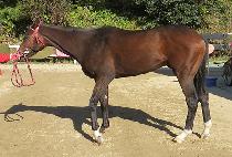 Ž���ְ��� (TAMRA CHOEGANGJA) ����