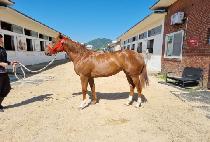 ����è�� (BORA CHAMP) ����