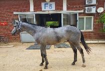 ��´��ʰ� (RAON THE TANGO) ����