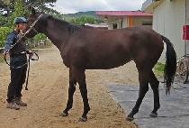 BULKKOT HWANHO picture