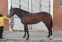 ��Ʈ��Ʈ (LAST HIT) ����