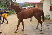 HWANGGEUMKKOT picture