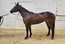 �������� (COCO CHARLIE) ����