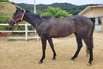 DUBAI PYEONGJEONG picture