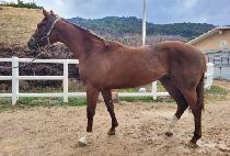 �ǽ��罺Ÿ (PISTOL STAR) ����