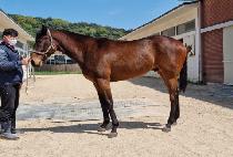 ����� (HAMPYEONG MAN) ����