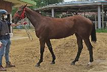 �Ǵн����� (PHOENIX SERVE) ����