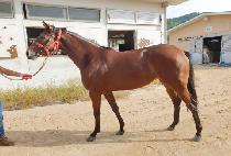 ��� (MORO) ����