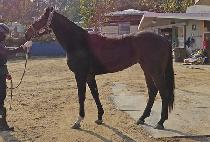 ���Ӵ�ǥ (SANGIM DAEPYO) ����