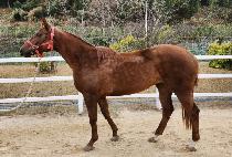 ȣ���帲 (HOMYEONG DREAM) ����