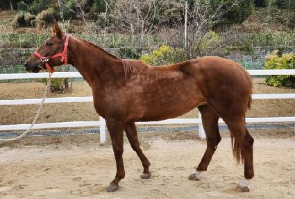 ȣ���帲 ����