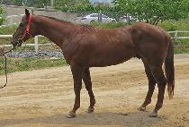 ���̾ƺ�� (DIA BISHOP) ����