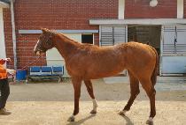 ���׷��佺 (STEROPES) ����